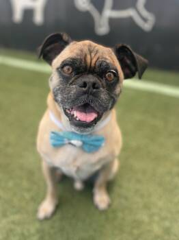 Rescue Pug and Beagle Dogs for Adoption in Gardena, California - Grant | PetCurious