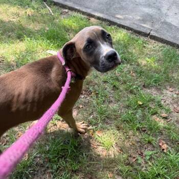 Clover 8076 -  Mixed Breed Dog for Adoption in Hamilton, Georgia - Clover 8076 | PetCurious