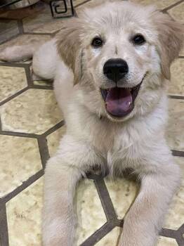 Red Riding Hood -  Golden Retriever Dog for Adoption in Kiowa, Oklahoma - Red Riding Hood | PetCurious