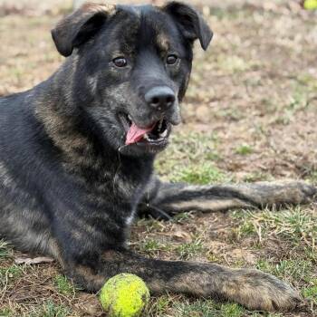 Mixed Breed Dogs Available for Adoption in Manassas, Virginia - Misu (ID 45661/1250) | PetCurious