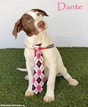 Dante -  Labrador Retriever and English Pointer Dog for Adoption in San Diego, California - Dante | PetCurious