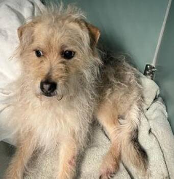 Rescue Norfolk Terrier and Lakeland Terrier Dogs for Adoption in Warren, New Jersey - Ricky | PetCurious