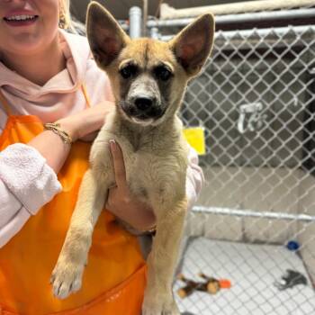 Mixed Breed Dogs Available for Adoption in Spokane, Washington - Poppy | PetCurious