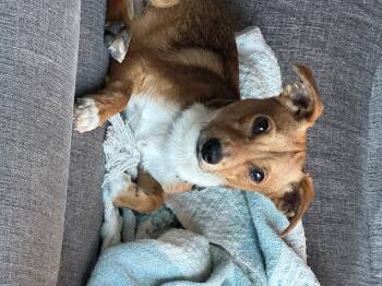 Rescue Chihuahua Dogs for Adoption in Owen Sound, Ontario - Remi | PetCurious