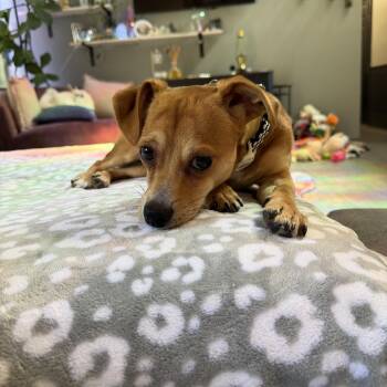 Chihuahua and Dachshund Dogs Available for Adoption in Waxhaw, North Carolina - Sheldon | PetCurious