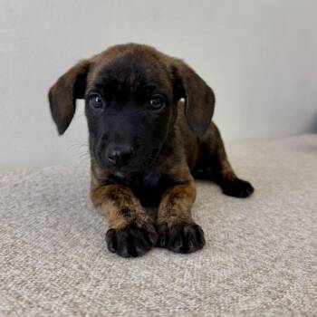 Sophi - sweet & playful -  Labrador Retriever Dog for Adoption - Sophi - Sweet & Playful | PetCurious