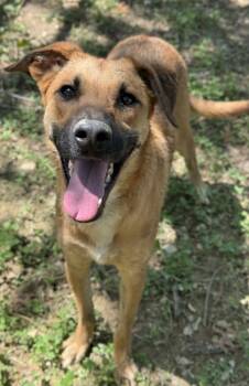 Rescue Shepherd and Mixed Breed Dogs for Adoption in San Antonio, Texas - Jax | PetCurious