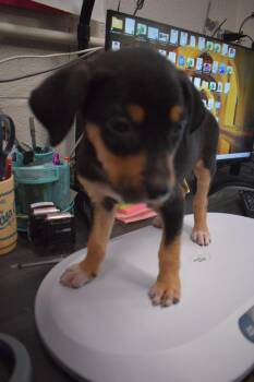 Labrador Retriever and Mixed Breed Dogs Available for Adoption in Pahrump, Nevada - Skyler (L576 P1) | PetCurious