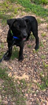 Cerberus -  Mixed Breed Dog for Adoption in Taycheedah, Wisconsin - Cerberus | PetCurious