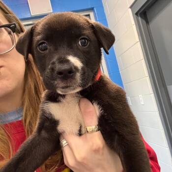 Nana -  Retriever Dog for Adoption in Montgomery, Alabama - Nana | PetCurious