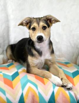 Shepherd and Mixed Breed Dogs Available for Adoption in Savage, Minnesota - Cleaning Crew Litter - Scrubbing Bubbles | PetCurious