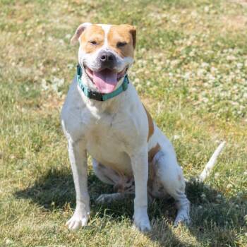 Trigger -  Pit Bull Terrier Dog for Adoption - Trigger | PetCurious
