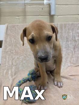 MAX -  Pit Bull Terrier Dog for Adoption in Rocky Mount, North Carolina - MAX | PetCurious