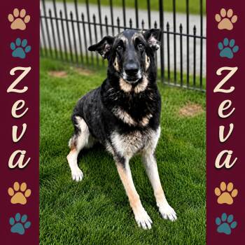 Zeva -  German Shepherd Dog Dog for Adoption in Shinnston, West Virginia - Zeva | PetCurious