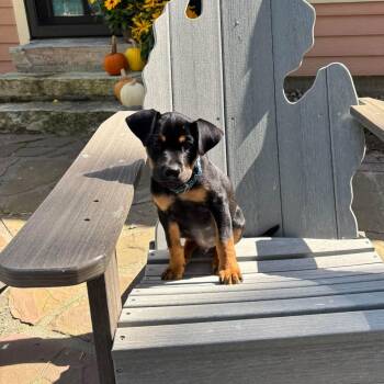 Ceru -  Mixed Breed Dog for Adoption in Alma, Michigan - Ceru | PetCurious
