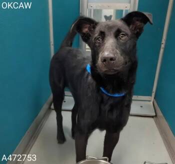 German Shepherd Dog and Mixed Breed Dogs Available for Adoption in Oklahoma City, Oklahoma - A472753 | PetCurious