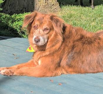 Molly (48 lbs) -  Australian Shepherd Dog for Adoption in Mississauga, Ontario - Molly (48 Lbs) | PetCurious