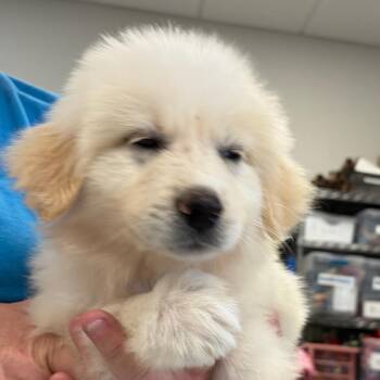Storm -  Great Pyrenees Dog for Adoption in Greensboro, Georgia - Storm | PetCurious
