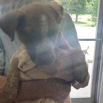Zoey -  Australian Cattle Dog Blue Heeler and Mixed Breed Dog for Adoption in Starkville, Mississippi - Zoey | PetCurious