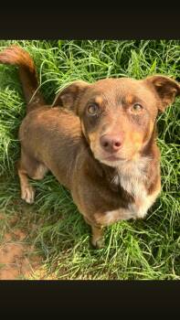 Dachshund Dogs Available for Adoption - Tasso | PetCurious