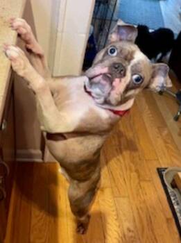 Rescue French Bulldog and Boston Terrier Dogs for Adoption in Torrington, Connecticut - Milo - French Bulldog/Boston Terrier (fostered Near NYC) | PetCurious
