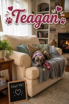 Teagan -  Pit Bull Terrier and Mixed Breed Dog for Adoption in Seagoville, Texas - Teagan | PetCurious