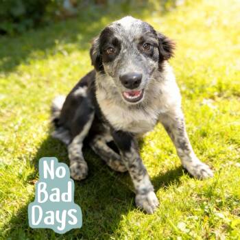 ZUNI -  Australian Cattle Dog Blue Heeler and Border Collie Dog for Adoption in Chandler, Arizona - ZUNI | PetCurious
