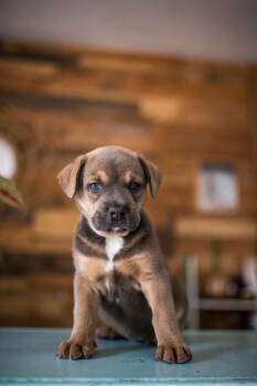 Yale -  Mixed Breed Dog for Adoption in Sunrise, Florida - Yale | PetCurious