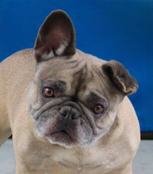 MISSY -  Pug and French Bulldog Dog for Adoption in Pasadena, California - MISSY | PetCurious