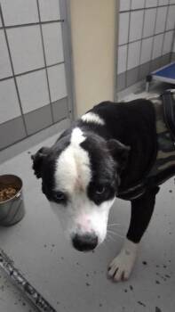 61488152 -  Mixed Breed Dog for Adoption in El Paso, Texas - 61488152 | PetCurious