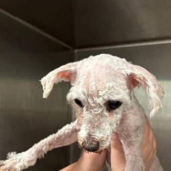 Storrie -  Miniature Poodle Dog for Adoption in Des Moines, Iowa - Storrie | PetCurious
