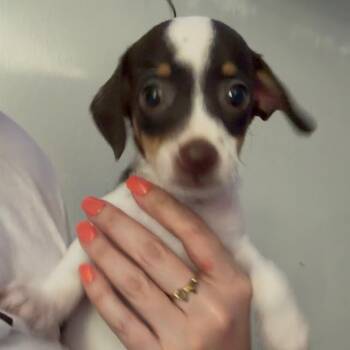 Rigoberto -  Chihuahua and Rat Terrier Dog for Adoption in Humble, Texas - Rigoberto | PetCurious