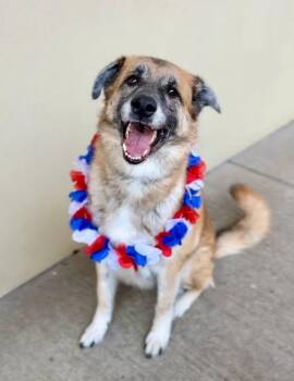 Lana -  German Shepherd Dog Dog for Adoption in Mckinney, Texas - Lana | PetCurious