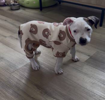Nugget -  Pit Bull Terrier Dog for Adoption in Merrillville, Indiana - Nugget | PetCurious