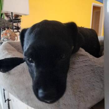 Black Labrador Retriever and French Bulldog Dogs Available for Adoption in Arcadia, California - Roberto | PetCurious