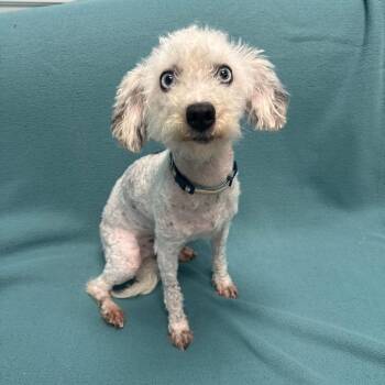Dotty -  Miniature Poodle Dog for Adoption in Houston, Texas - Dotty | PetCurious