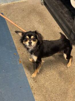 *CHARIZARD -  Papillon Dog for Adoption in Woodland, California - *CHARIZARD | PetCurious