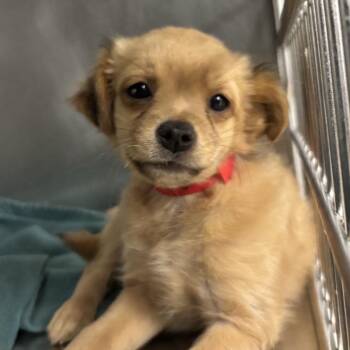 Hazel A2299694 -  Chihuahua Dog for Adoption in Los Angeles, California - Hazel A2299694 | PetCurious