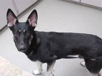 German Shepherd Dog and Mixed Breed Dogs Available for Adoption - STERLING | PetCurious