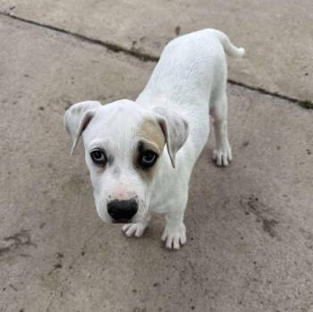 Rescue Mixed Breed Dogs for Adoption in Kempner, Texas - Jasmine | PetCurious