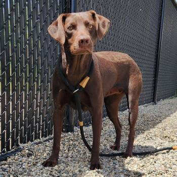 Franny -  Labrador Retriever Dog for Adoption in Fort Wayne, Indiana - Franny | PetCurious