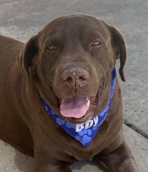 Labrador Retriever Dogs Available for Adoption in Concord, California - Clyde | PetCurious