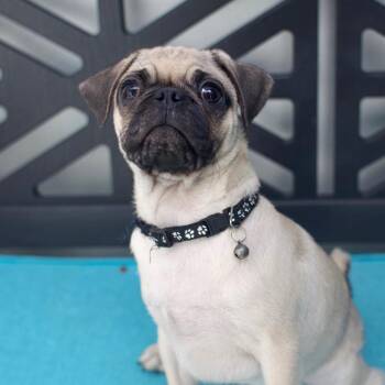 Drake -  Pug Dog for Adoption in Los Angeles, California - Drake | PetCurious