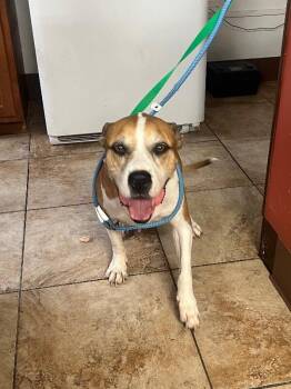 Reno -  American Bulldog Dog for Adoption in Cincinnati, Ohio - Reno | PetCurious
