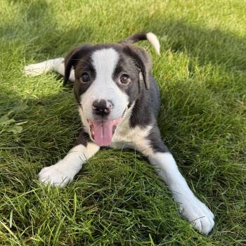 Molly -  Retriever Dog for Adoption in Minneapolis, Minnesota - Molly | PetCurious