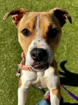 Rescue Mixed Breed Dogs for Adoption in Wichita, Kansas - Princesa (FOSTER TO ADOPT) | PetCurious