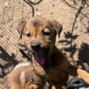 Ginger Spice -  Australian Cattle Dog Blue Heeler and German Shepherd Dog Dog for Adoption in Fort Collins, Colorado - Ginger Spice | PetCurious