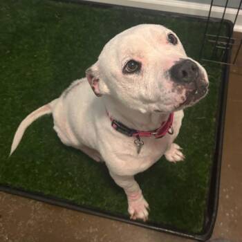 Pit Bull Terrier Dogs Available for Adoption in Nashville, Tennessee - Lola | PetCurious