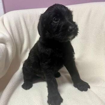 Flashback -  Standard Poodle and Black Labrador Retriever Dog for Adoption in Carencro, Louisiana - Flashback | PetCurious