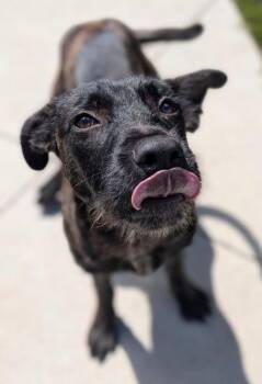 Bud -  Terrier Dog for Adoption in Defiance, Ohio - Bud | PetCurious